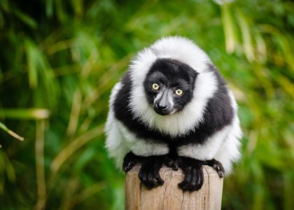 Madagascar Lémurien