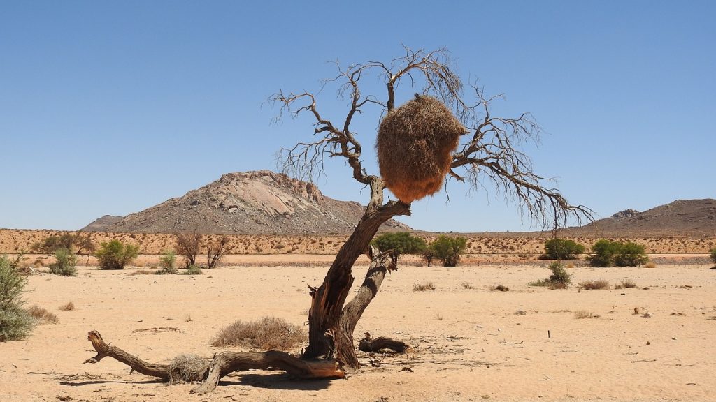 Désert du Kalahari