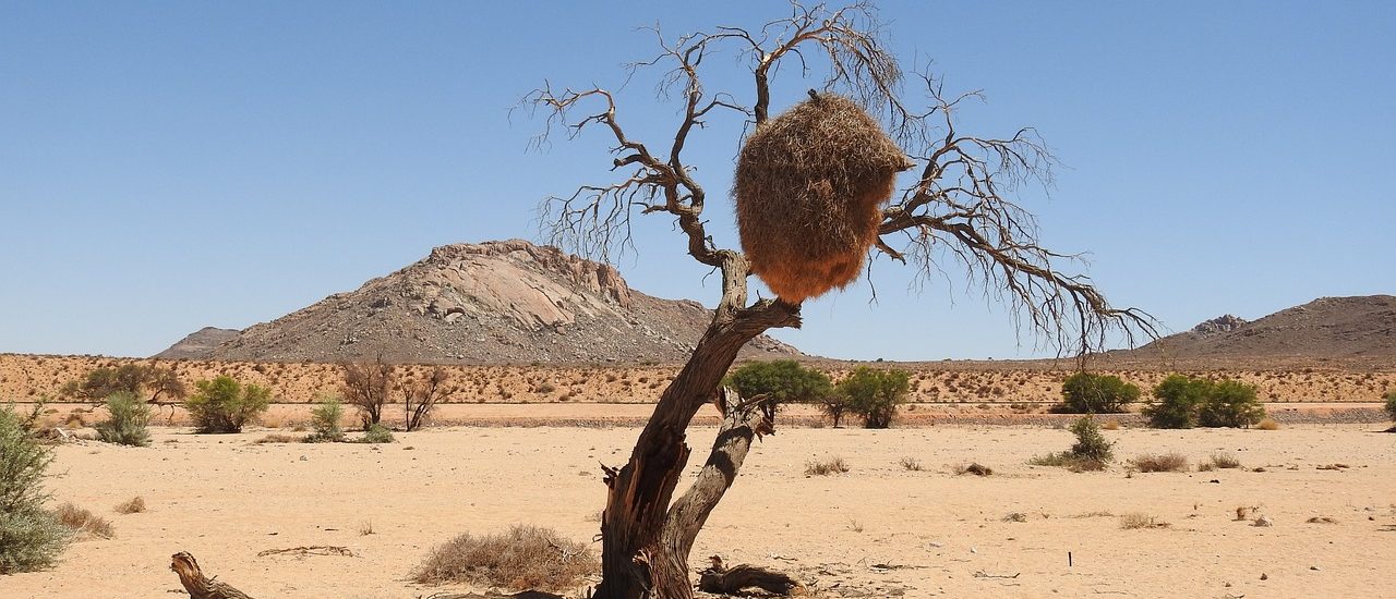 Désert du Kalahari