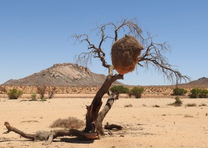 Désert du Kalahari