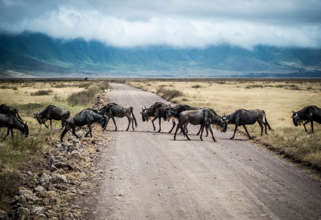 Voyage en Afrique