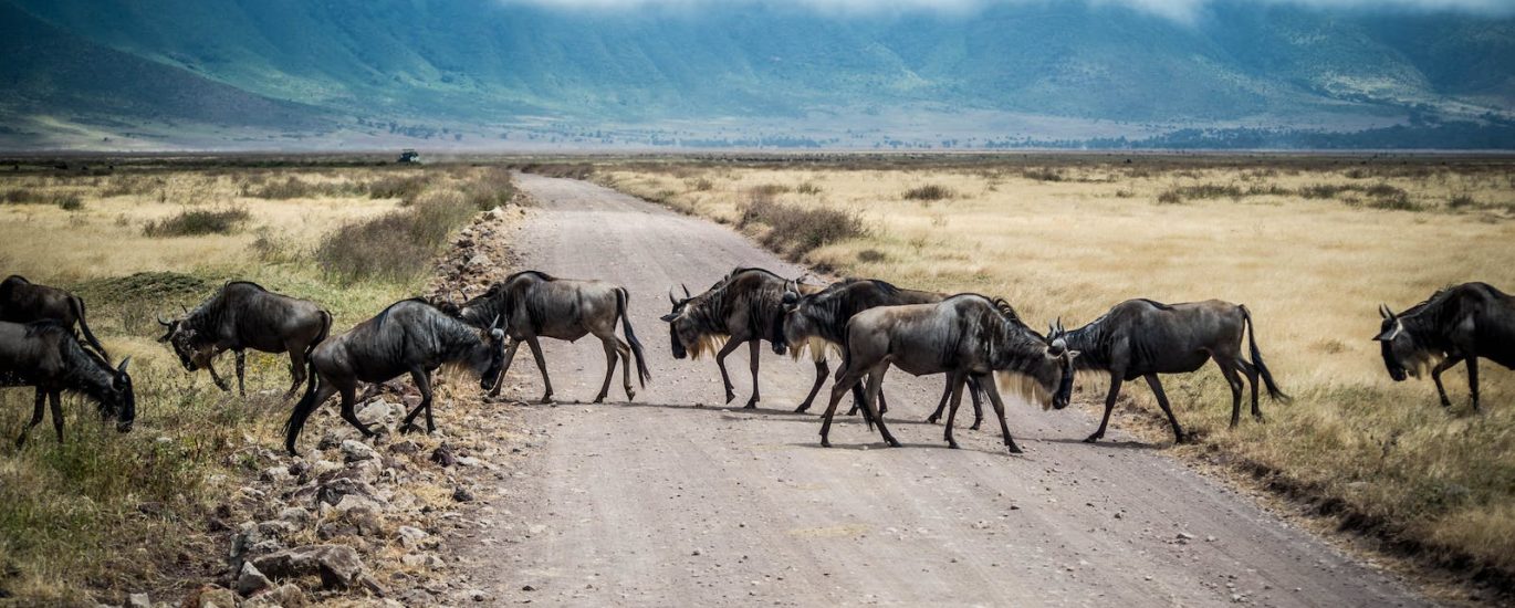 Voyage en Afrique