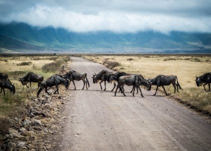 Voyage en Afrique