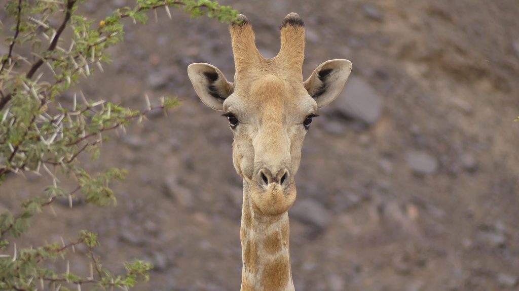 Twyfelfontein