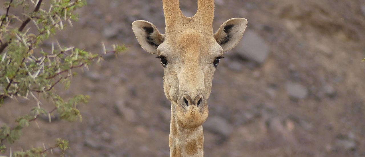 Twyfelfontein