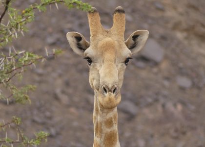 Twyfelfontein