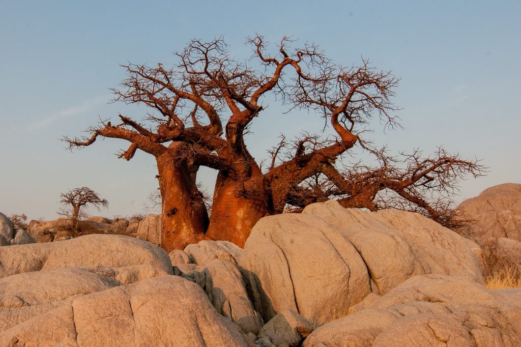 kenya , nature, baobab