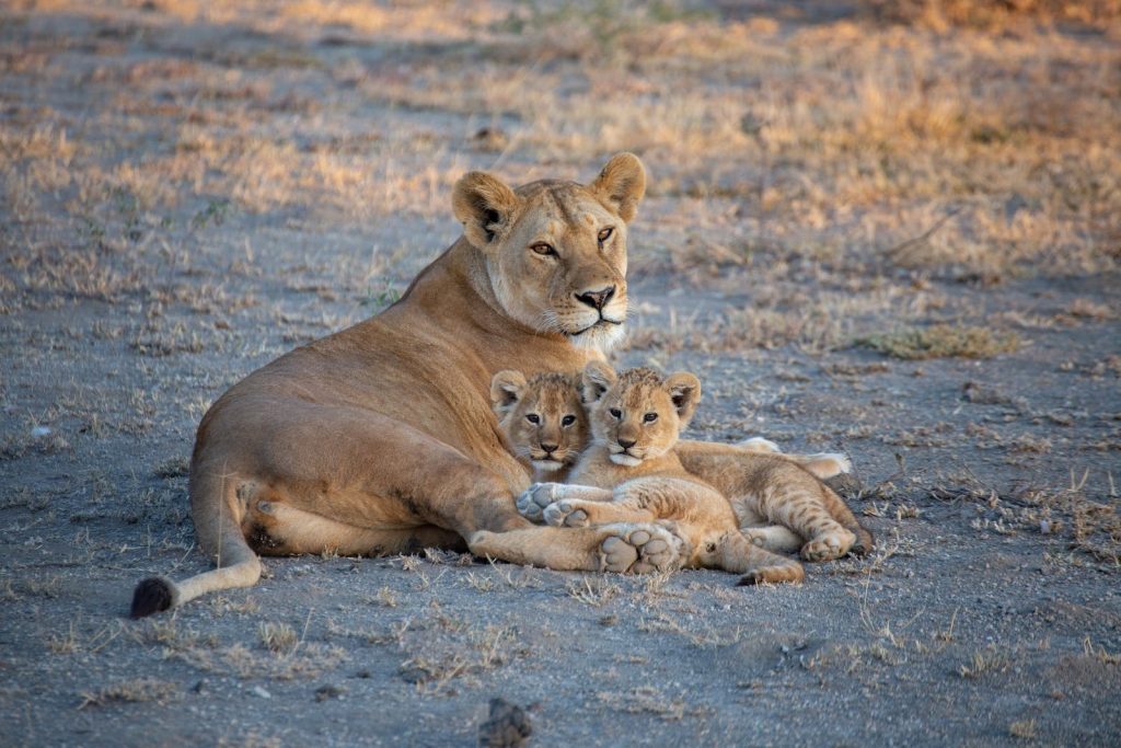 Safari en Van