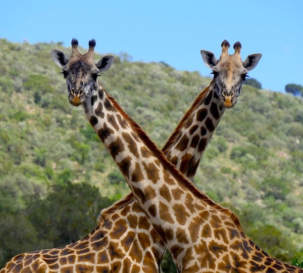 Afrique en amoureux