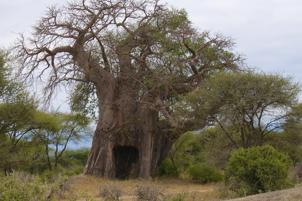 baobab kenya