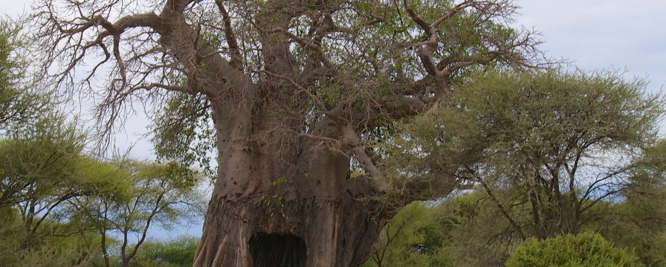 baobab kenya