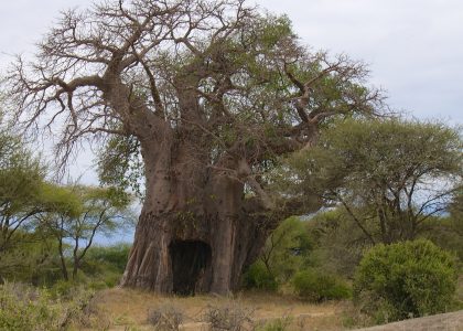 baobab kenya